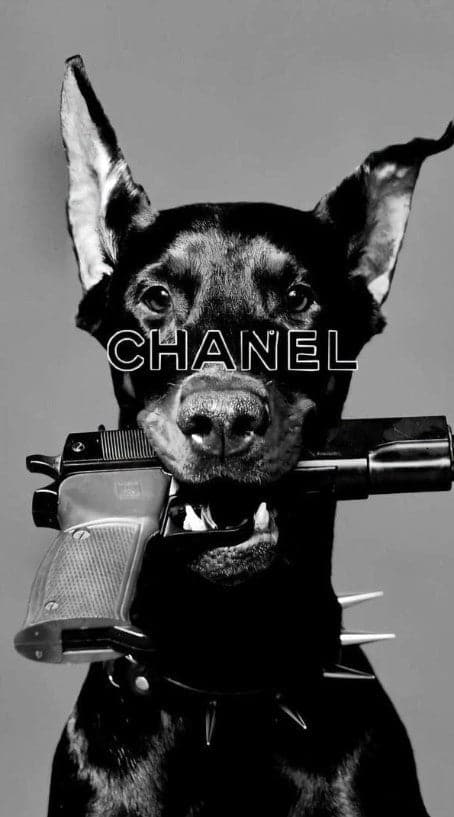 Chanel dobermann