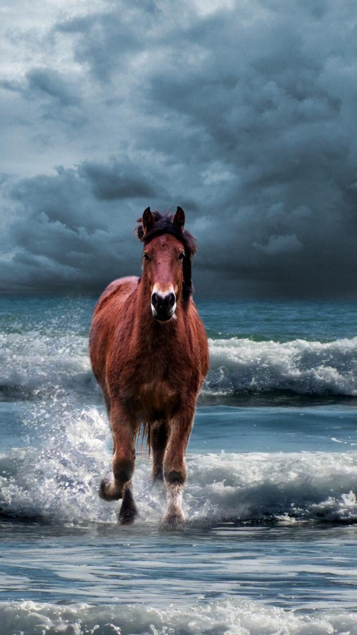 Horse in the sea