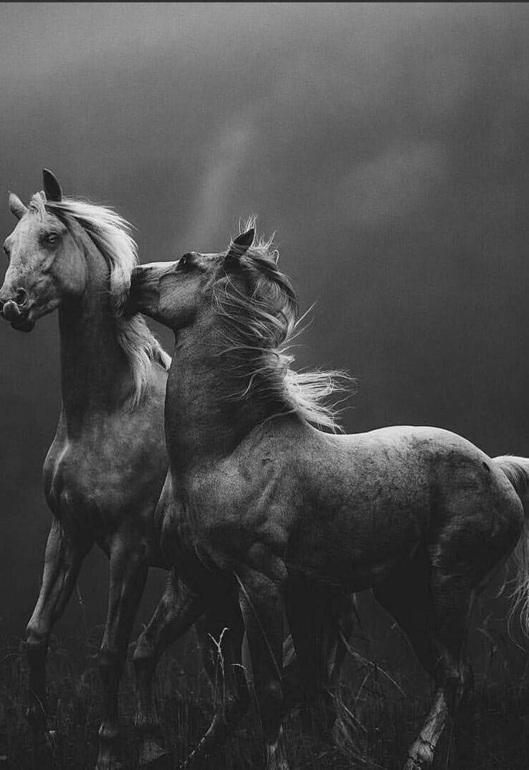 Horse couple
